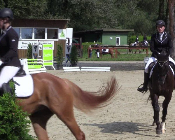 Reitturnier Arnsberg-Holzen 2024