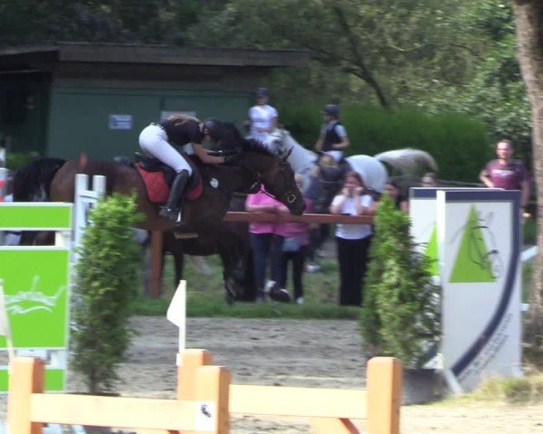 Reitturnier Arnsberg-Holzen 2024