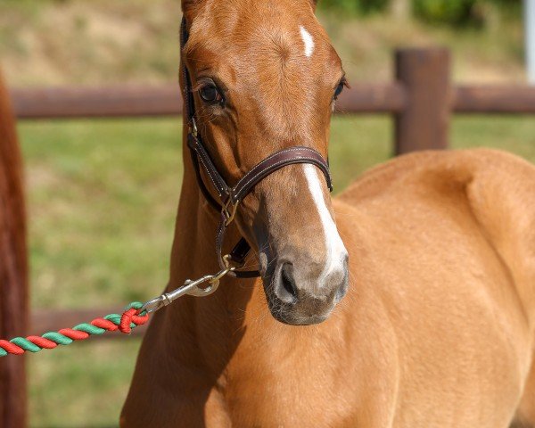 horse Goldstern (Mecklenburg, 2024, from Gepsom)