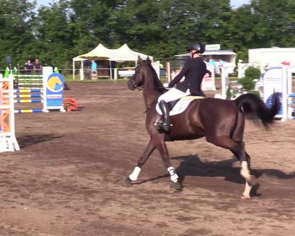 Reitturnier Sollerup 2024