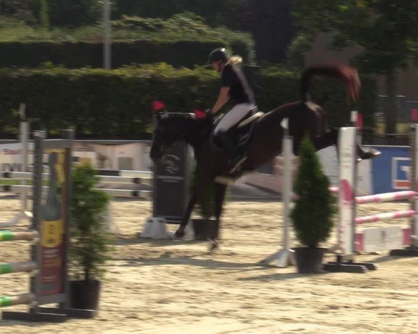 Reitturnier Ennigerloh-Neubeckum 2024