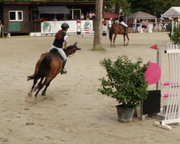 Reitturnier Mannheim-Friedrichsfeld 2024