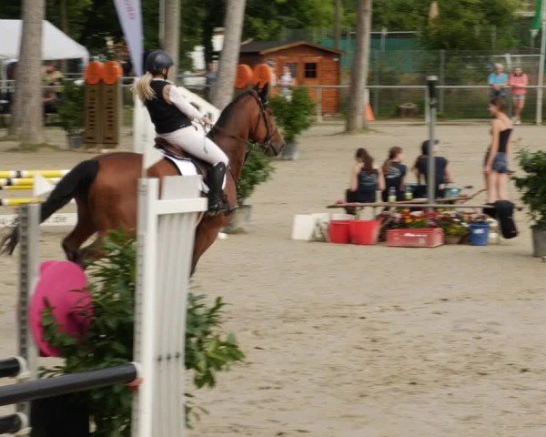 Reitturnier Mannheim-Friedrichsfeld 2024