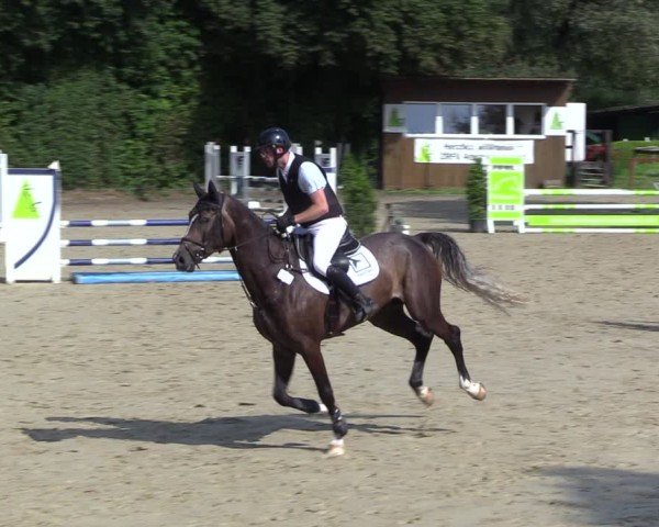 Reitturnier Arnsberg-Holzen 2024