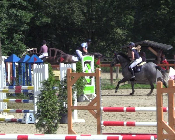 Reitturnier Arnsberg-Holzen 2024