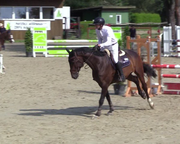 Reitturnier Arnsberg-Holzen 2024