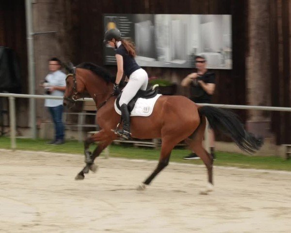 Reitturnier Mannheim-Friedrichsfeld 2024