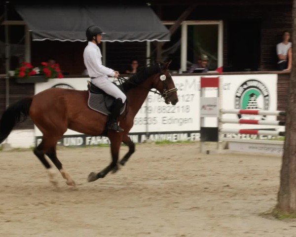 Reitturnier Mannheim-Friedrichsfeld 2024