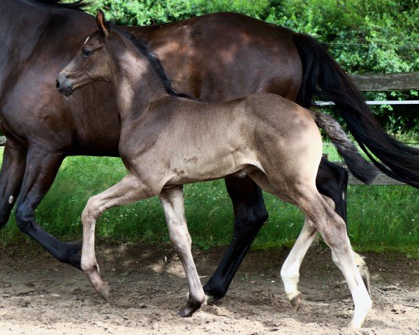horse Leopold (German Sport Horse, 2024, from Lord Europe)