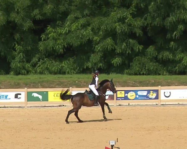Reitturnier Tiefenhof/Opf. 2024