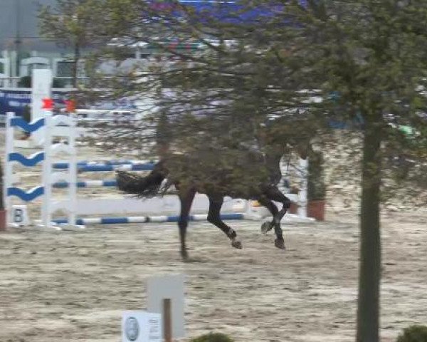 Lenklarer Reitertage auf der Reitsportanlage Gripshöver 2013
