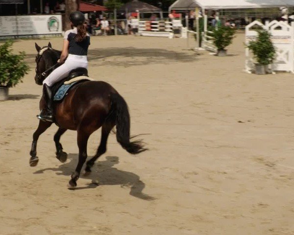 Reitturnier Mannheim-Friedrichsfeld 2024