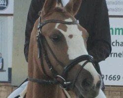dressage horse Heiligenbergs Dr.Snuggles (German Riding Pony, 2018, from Dating AT NRW)