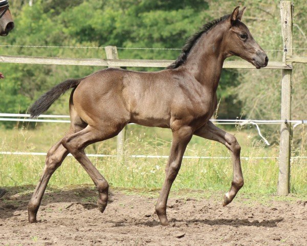 Pferd St. Estèphe (Deutsches Sportpferd, 2024, von St. Emilion)