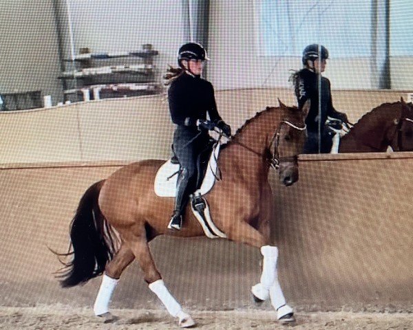 horse HOKFA´S Valesco (Oldenburg, 2020, from Vivaldos)