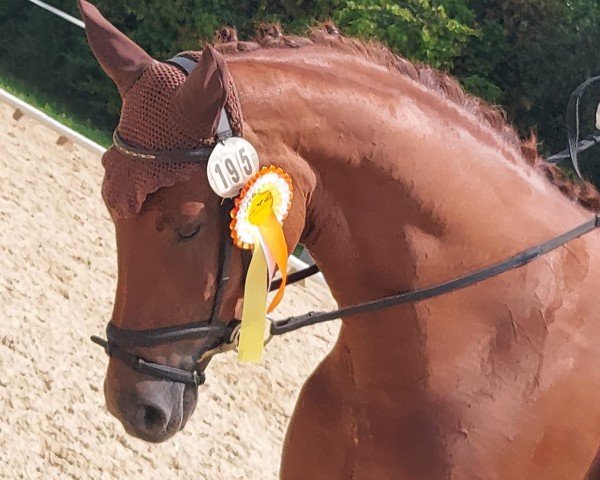 Zuchtstute Davinia S 3 (Oldenburger, 2019, von Blue Hors Baron)