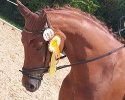 broodmare Davinia S 3 (Oldenburg, 2019, from Blue Hors Baron)