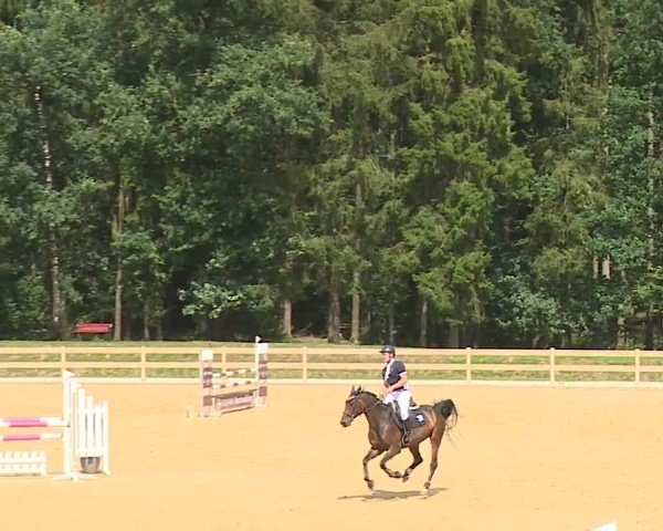 Reitturnier Tiefenhof/Opf. 2024