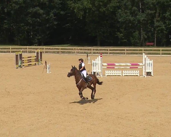 Reitturnier Tiefenhof/Opf. 2024