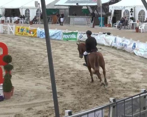 Lenklarer Reitertage auf der Reitsportanlage Gripshöver 2013