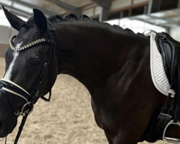 horse HOKFA'S Party Girl (KWPN (Royal Dutch Sporthorse), 2020, from Just Wimphof)