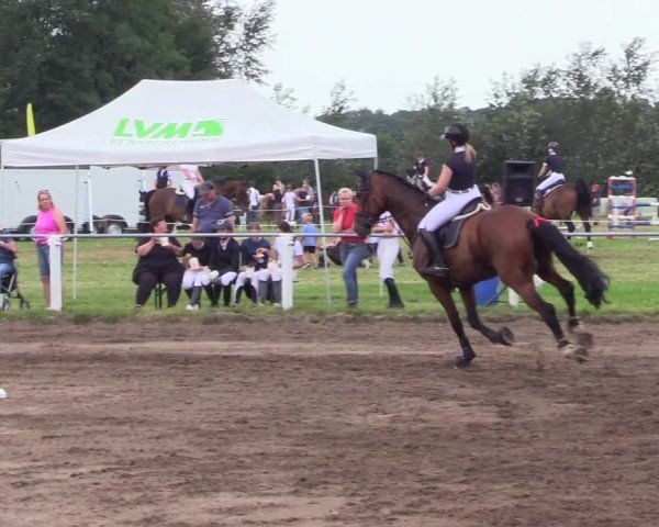 Reitturnier Sollerup 2024