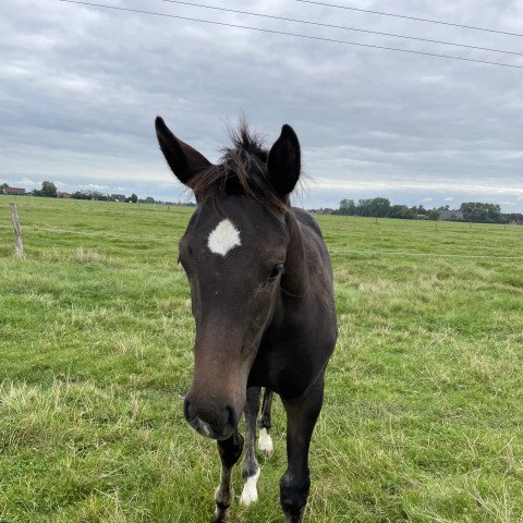 horse comme tu veux (Holsteiner, 2021, from Charaktervoll Hv)