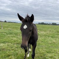 Pferd comme tu veux (Holsteiner, 2021, von Charaktervoll Hv)