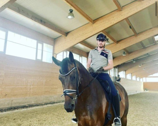 horse HOKFA´S Livree (KWPN (Royal Dutch Sporthorse), 2016, from Don Tango B)