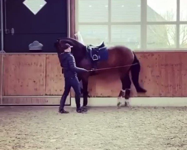 Video of HOKFA´S Livree