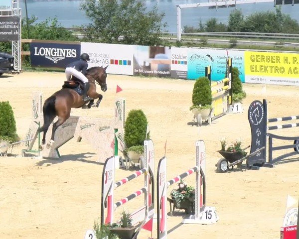 Reitturnier Wädenswil 2024