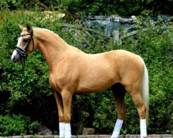 horse Der kleine Prinz vom Königsberg (German Riding Pony, 2018, from Diamond Touch NRW)
