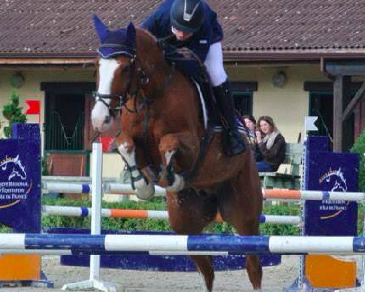 Caballo de salto Quidam des Islots (Selle Français, 2004, de Ogano Sitte)