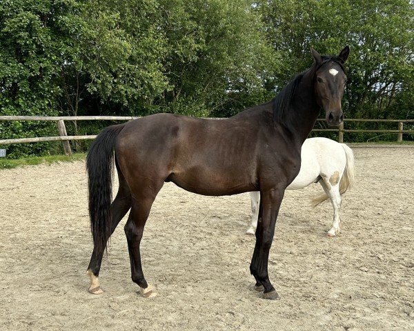 horse Isenburg (Trakehner, 2022, from Speedway 7)