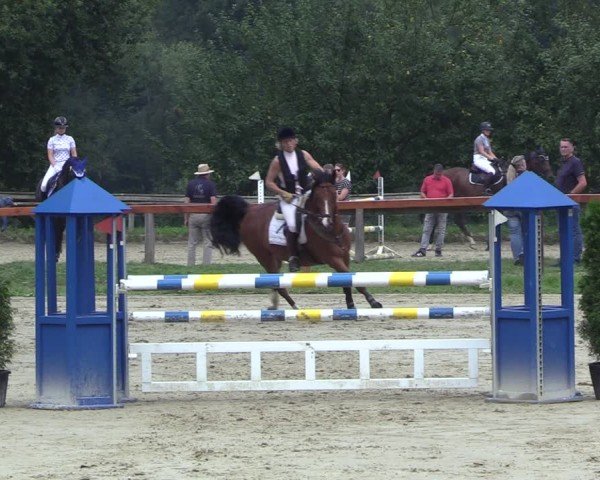 Reitturnier Arnsberg-Holzen 2024