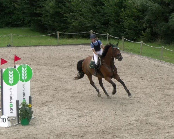 Reitturnier Gossau 2024
