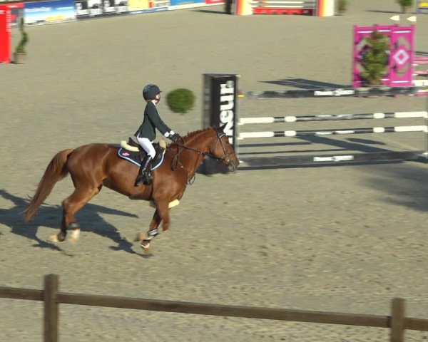 Reitturnier Westergellersen 2021
