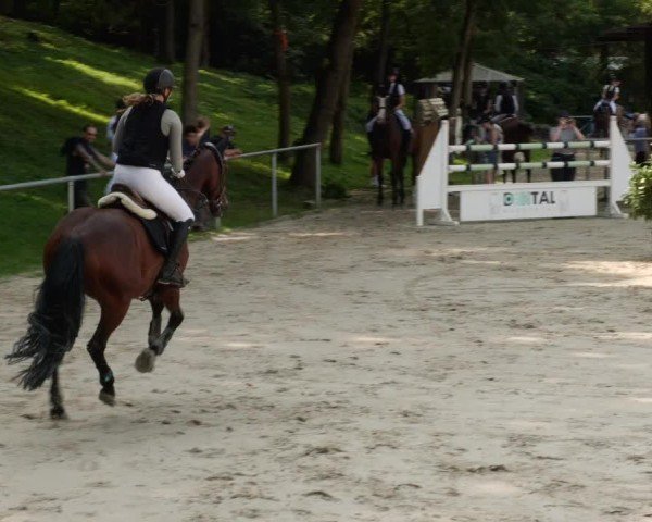Reitturnier Mannheim-Friedrichsfeld 2024