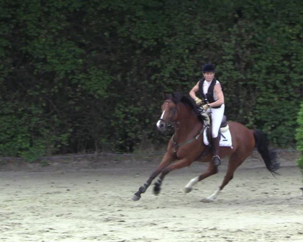 Reitturnier Arnsberg-Holzen 2024