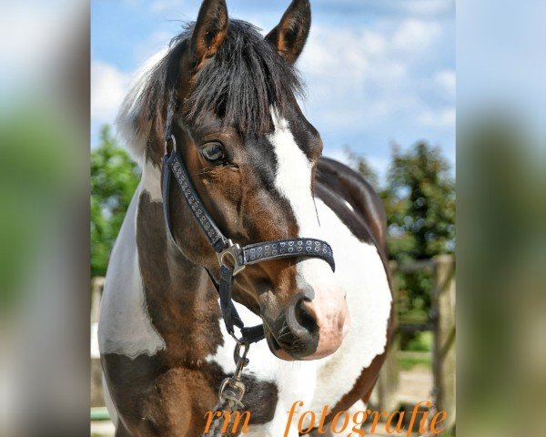 Pferd Orkan 131 (Lewitzer, 2021, von Oskar-H)