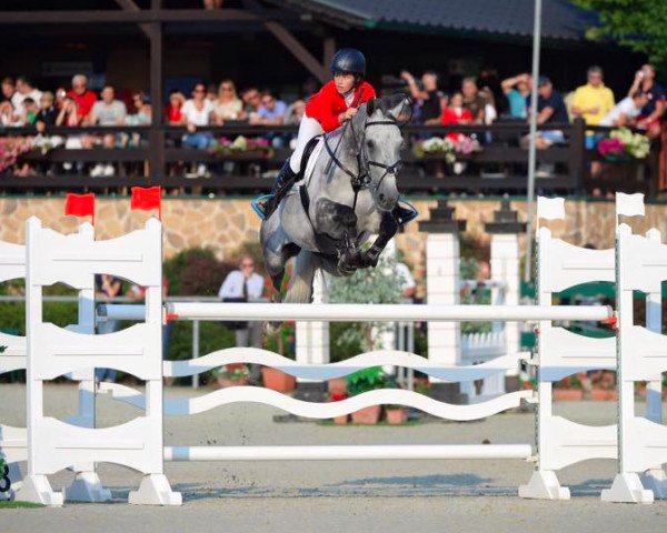 jumper Adelaar van het Innerveld (Belgium Sporthorse, 2006, from Indian Gold van Castershoeve)