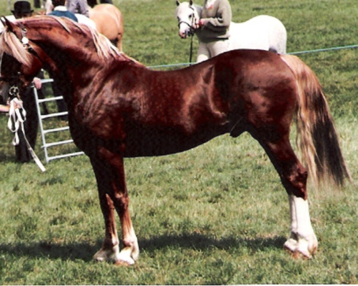Ogier kryjący Parc Crusader (Welsh-Cob (Sek. D), 1983, od Cyttir Telynor)
