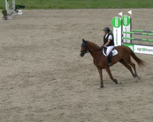 Reitturnier Gossau 2024