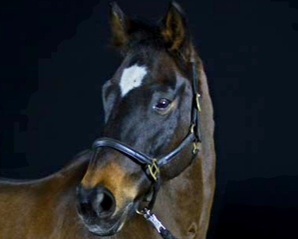 dressage horse Highgrove (Hanoverian, 2001, from Hohenstein I)