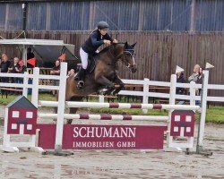 jumper Indoctra 5 (Oldenburg show jumper, 2018, from Indoctro)