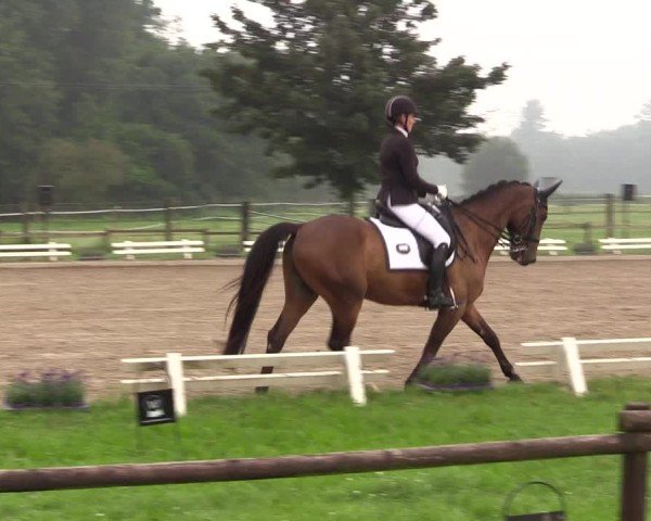 Reitturnier Nettetal-Lobberich 2024