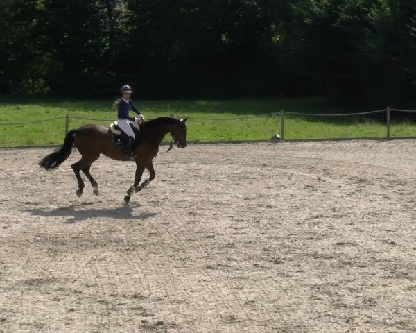 Reitturnier Gossau 2024