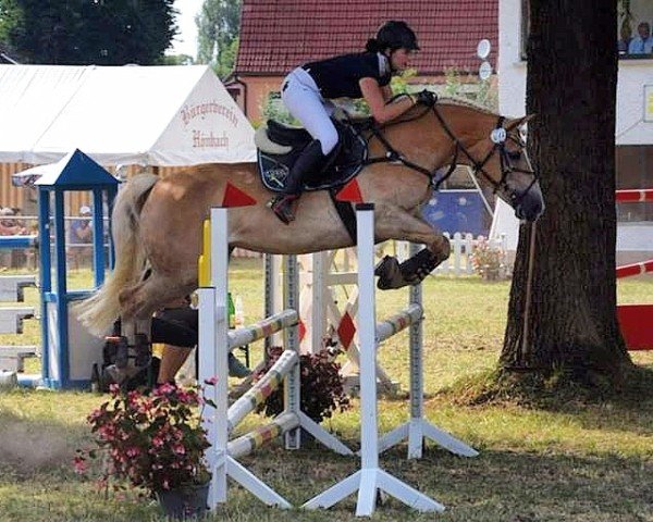 jumper Anika (Haflinger, 2007, from Austriacum) jumper Anika (Haflinger, 2007, from Austriacum)