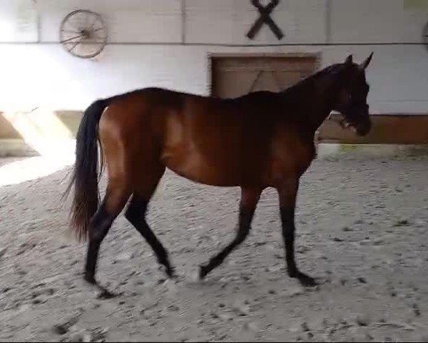 Video von Stute von Diamond Deluxe / Lissaro