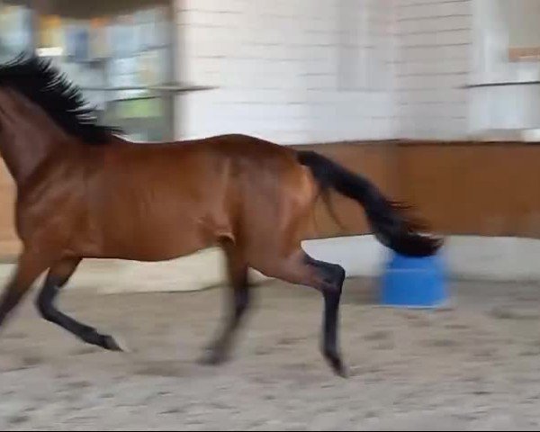Video von Stute von Diamond Deluxe / Lissaro